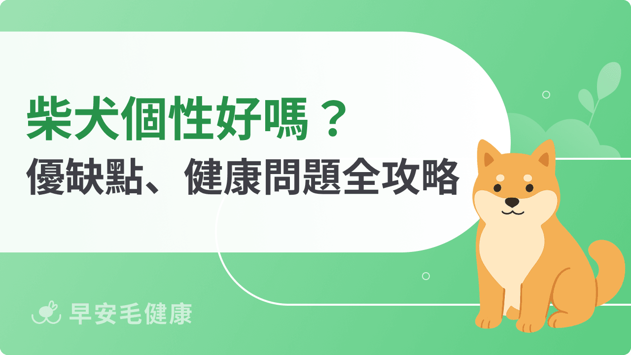 柴犬真的難養嗎？新手必看 3 大崩潰真相：掉毛、固執與價格