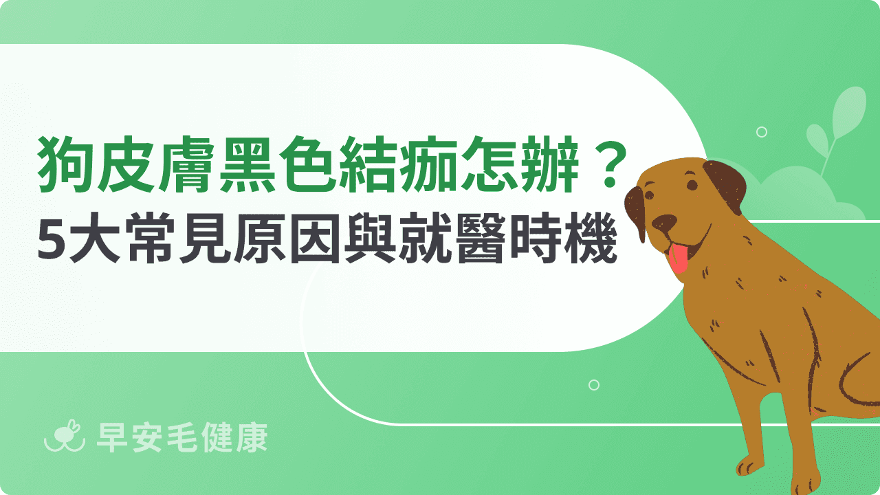 狗狗皮膚黑色結痂怎麼辦？統整5大常見原因與就醫時機