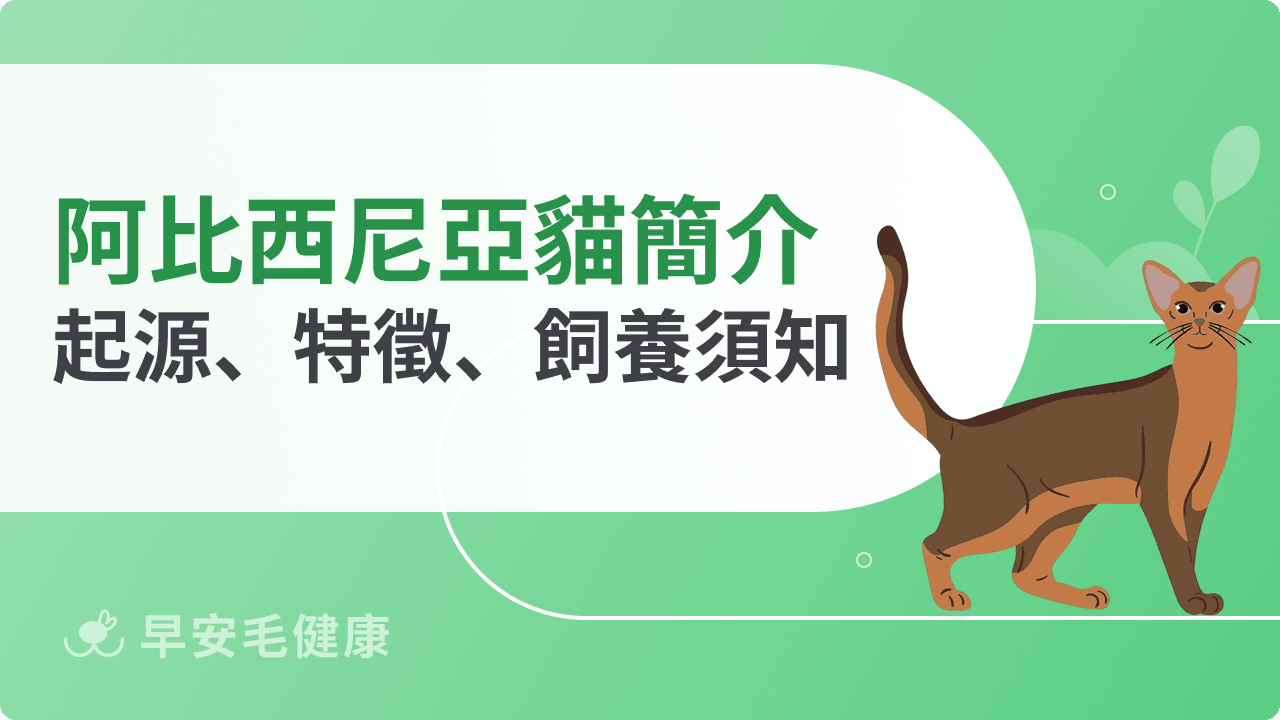 阿比西尼亞貓是貓界射手座？每月花費、缺點與照顧方法全解析