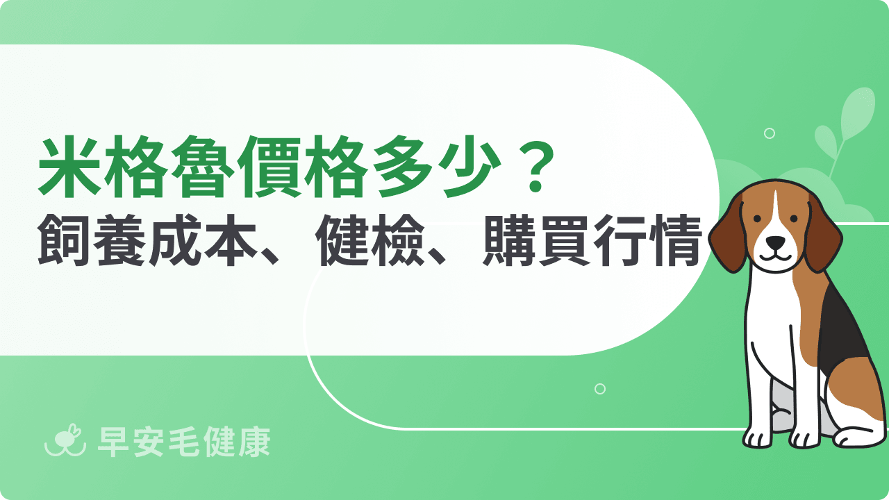米格魯價格區間為何？分析飼養成本、健康檢查、購買陷阱