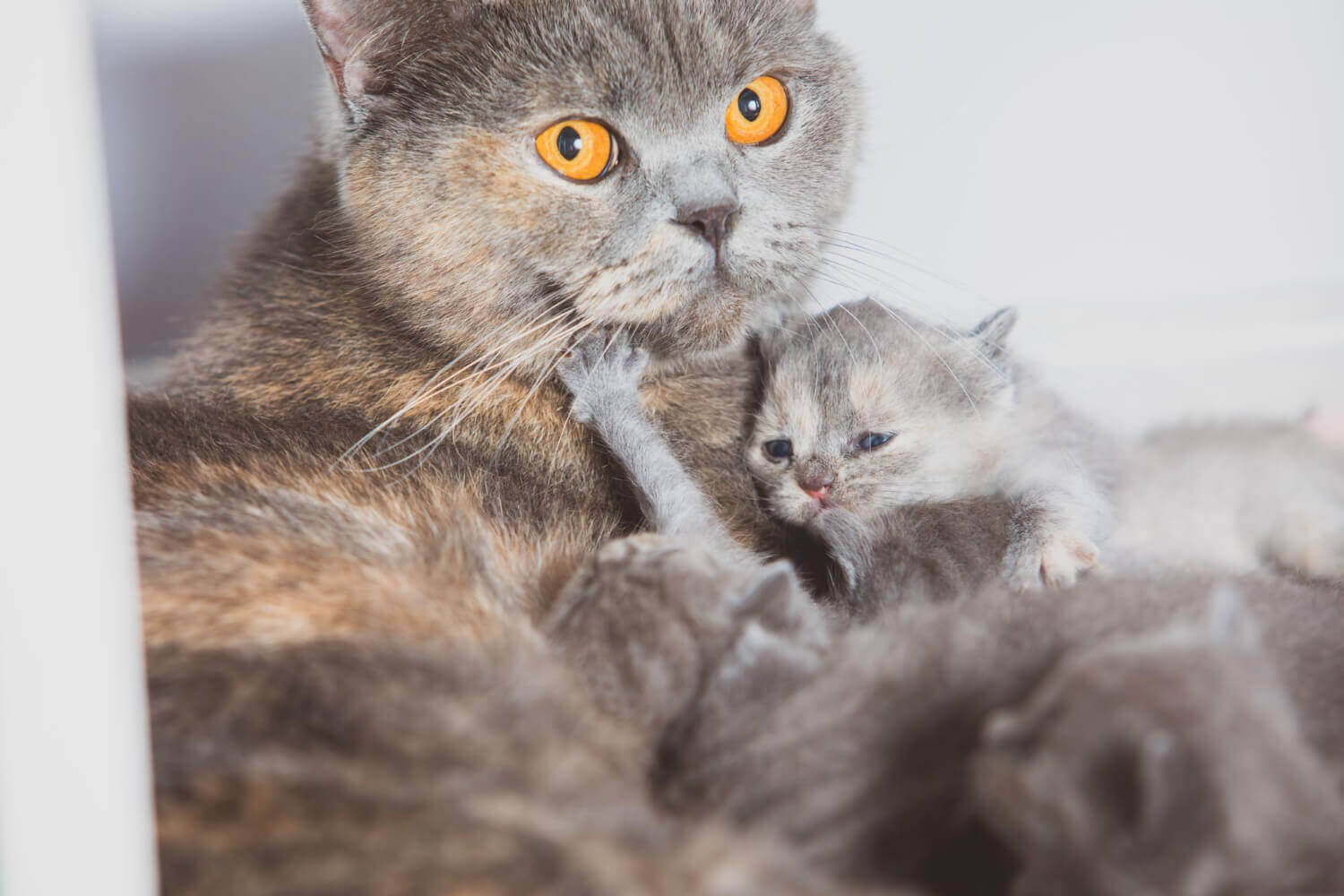 43. when-does-momcat-leave-kittens-1