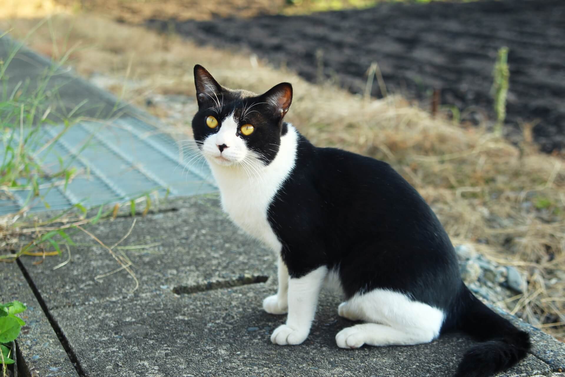 12. tuxedo-cat-guide-2
