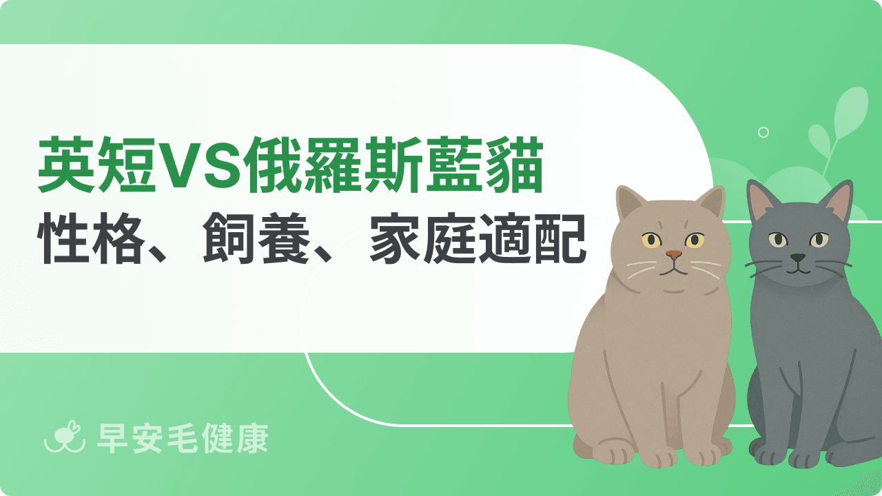 英國短毛貓、俄羅斯藍貓長好像？性格、飼養難度、家庭適配懶人包