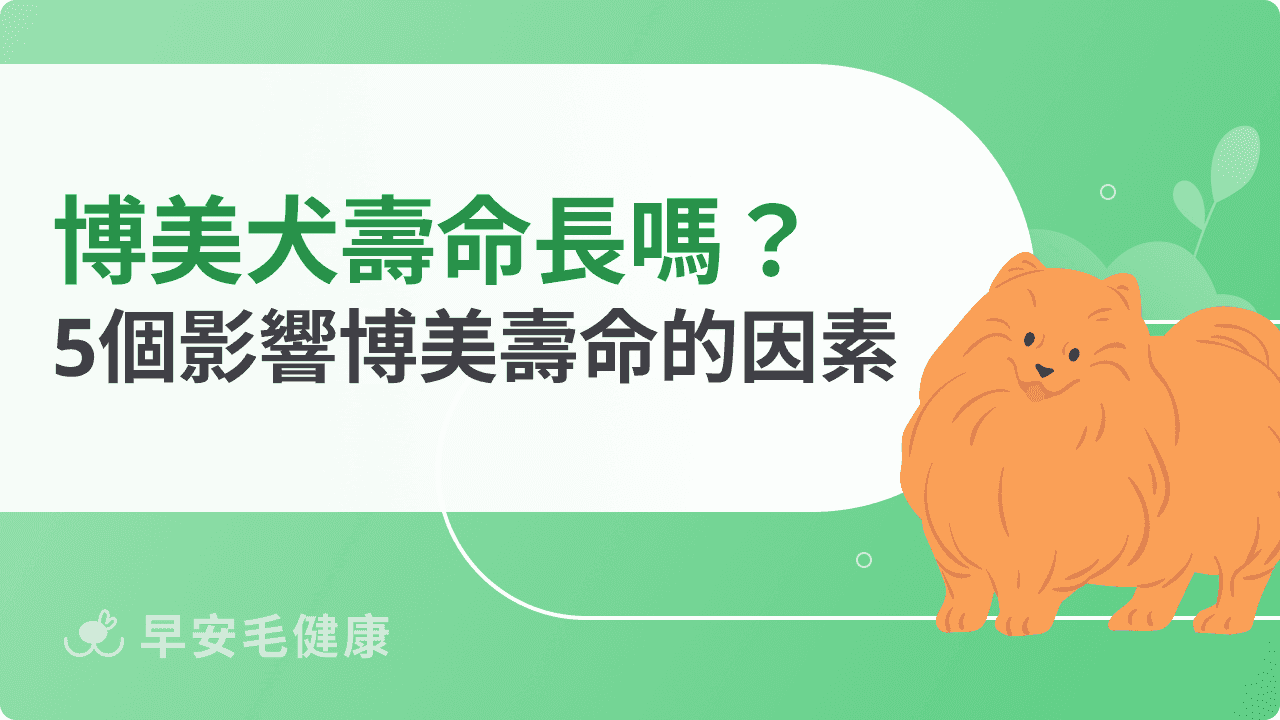 博美犬壽命長短差很大？環境與基因如何左右毛孩生命？