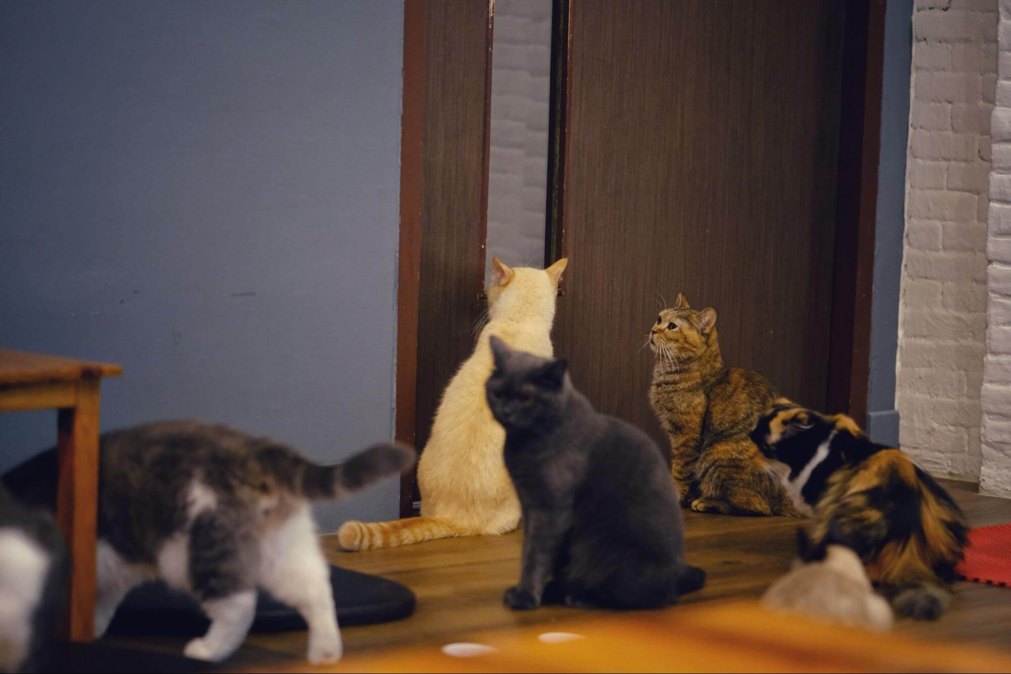 270. AI - cat-fiv-transmission-1