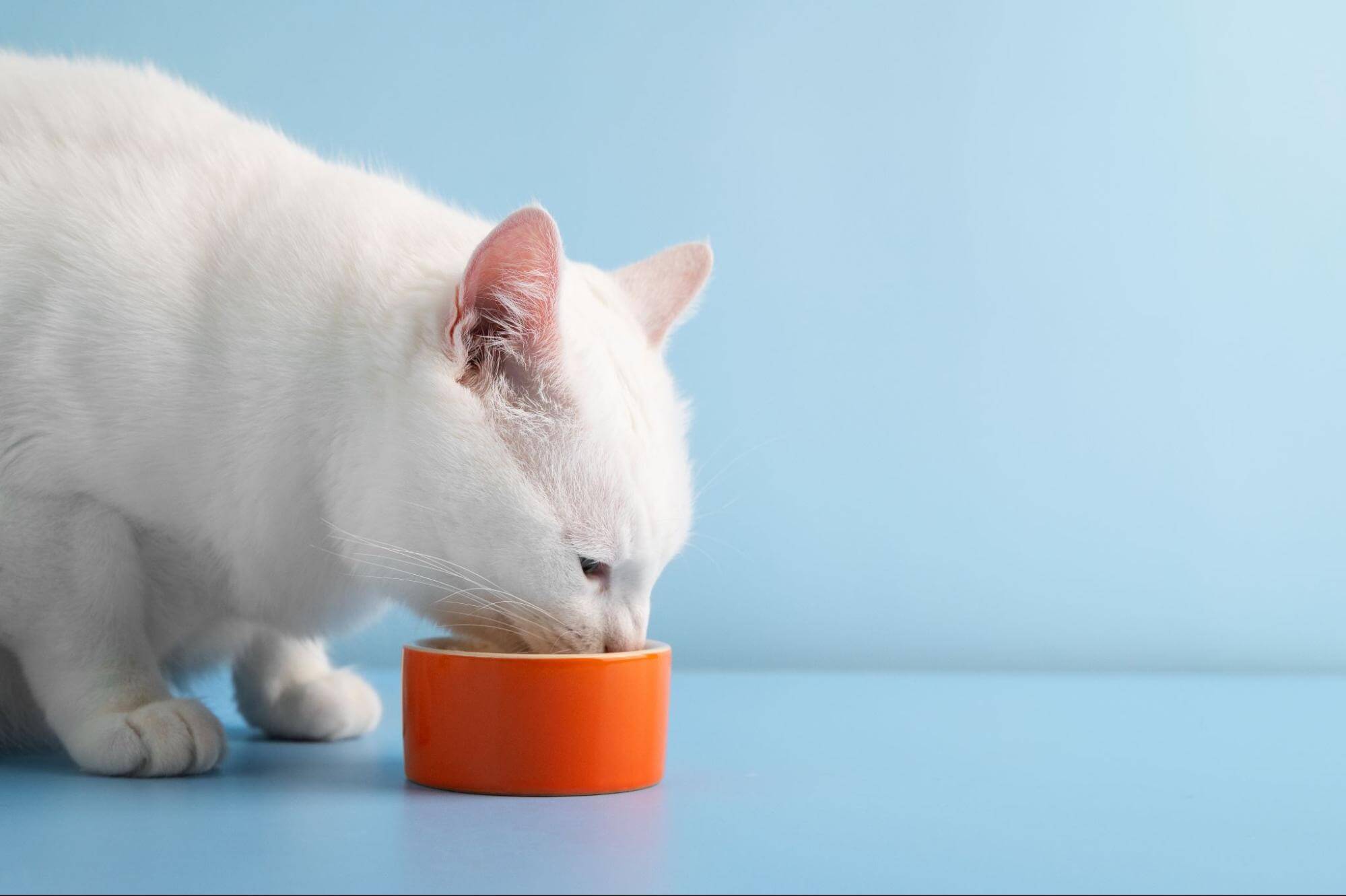 40. AI - disadvantages-of-freeze-drying-cats-1