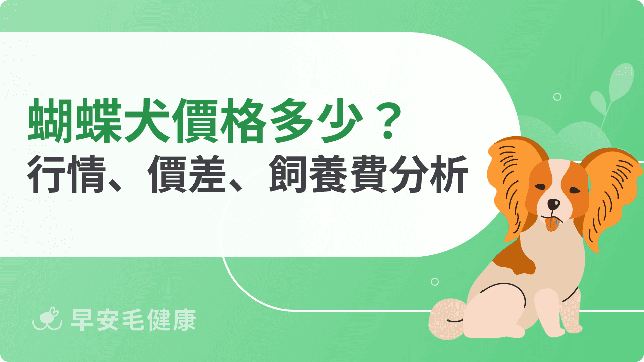 蝴蝶犬價格為何差很大？市場行情、購買管道、品相差異一次弄懂