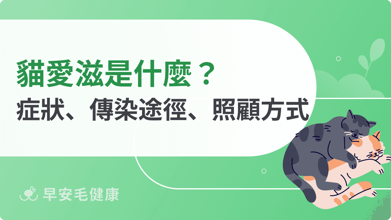 貓愛滋會傳染給人嗎？檢驗費用要多少？FIV愛滋貓照顧 5 大重點