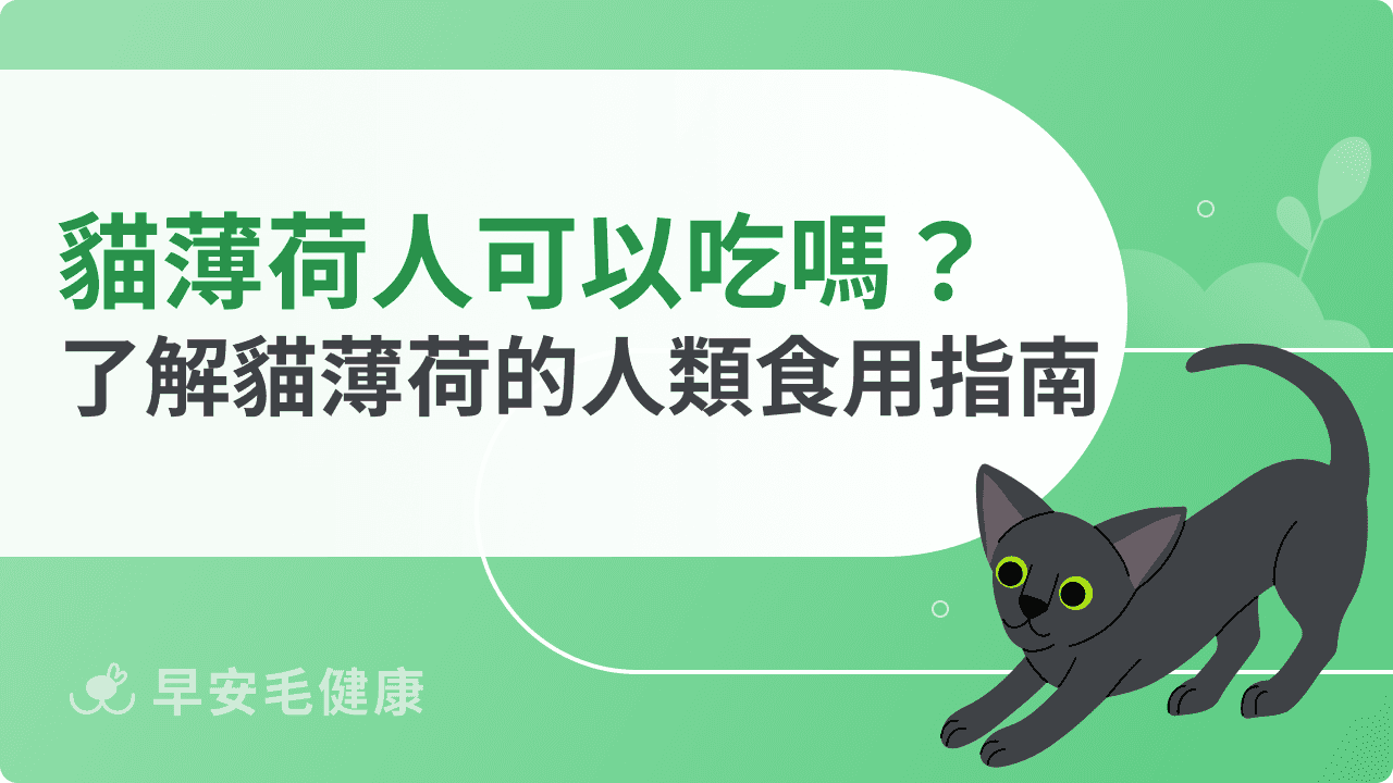 貓薄荷人可以吃嗎？深入了解貓薄荷的人類食用指南