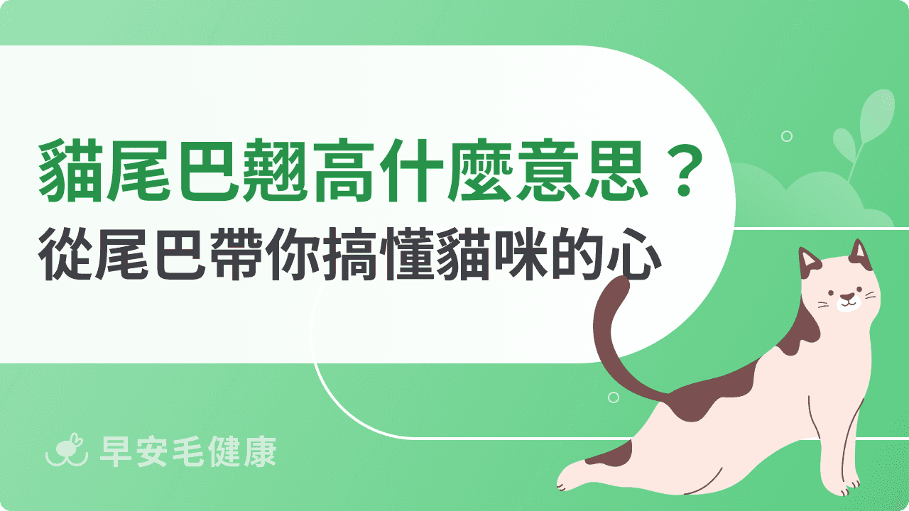 貓尾巴翹高代表什麼？解密貓咪的情緒，從姿勢 看懂牠的好心情！