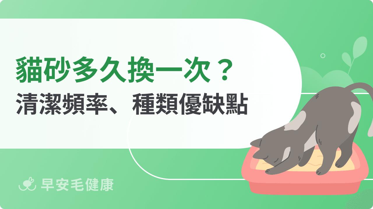貓砂多久換一次？貓砂更換頻率、方法，新手貓奴必看