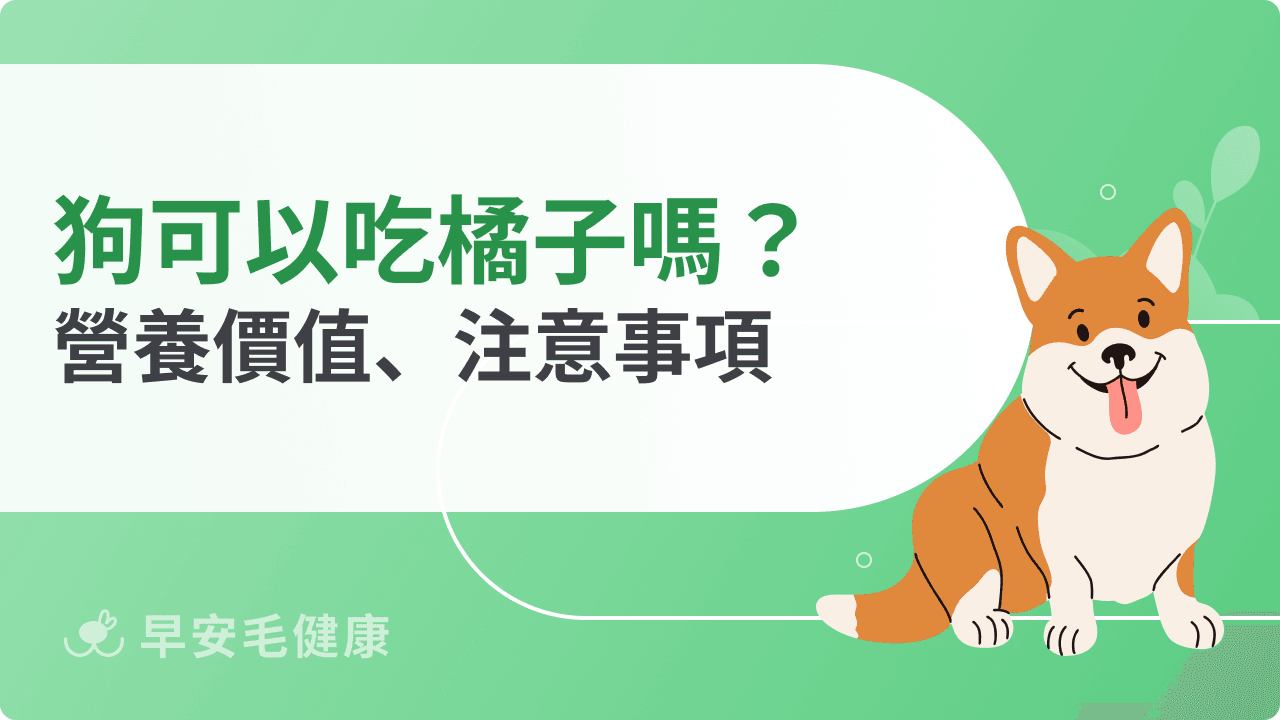 狗可以吃橘子嗎？吃對補充維他命，吃錯恐釀危機！