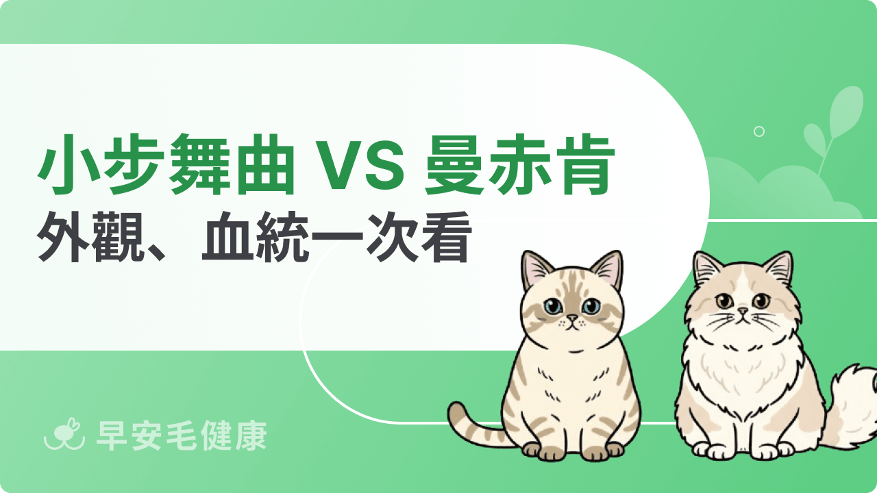 小步舞曲貓跟曼赤肯差別？血統、外觀、個性與照護重點分析！