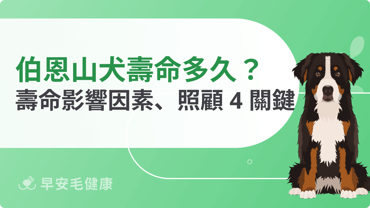 伯恩山犬壽命平均幾歲？影響因素、照顧重點一次看懂