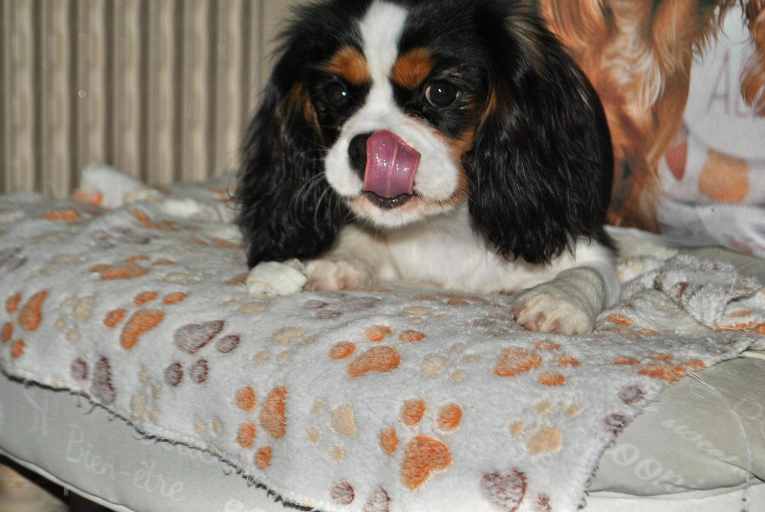 狗狗趴在床上舔著鼻子