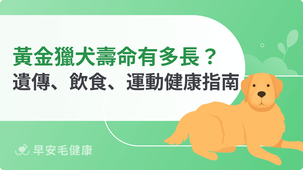 黃金獵犬壽命有多長？從遺傳、飲食到運動的飼主必看指南