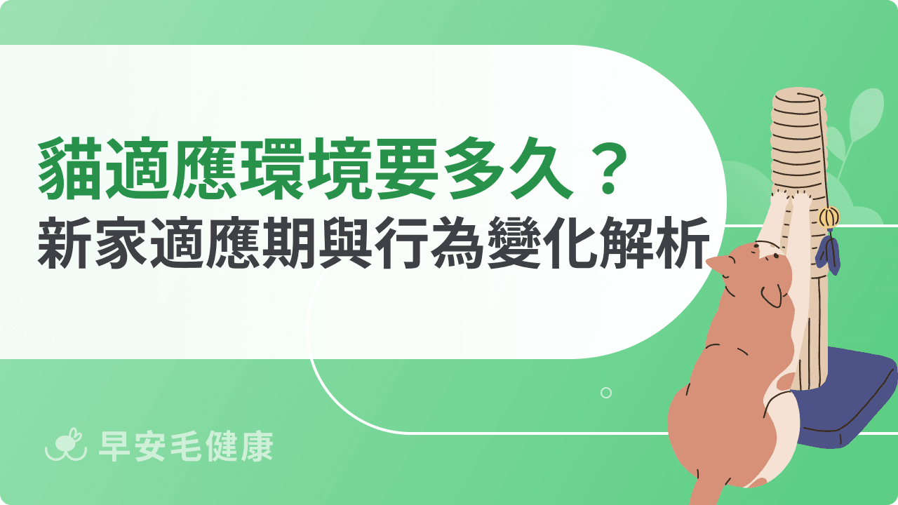貓咪適應環境要多久?新家適應期與行為變化解析
