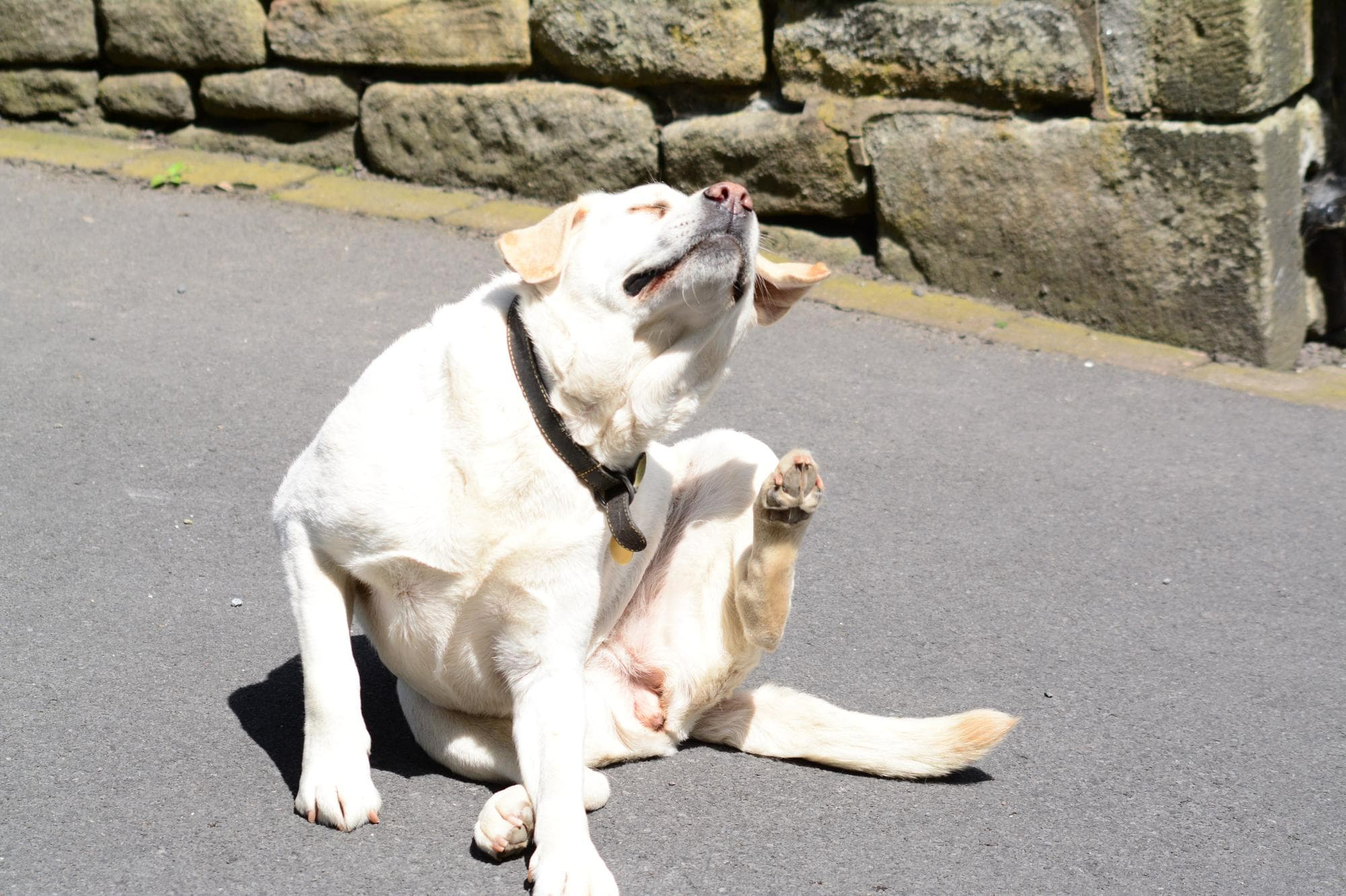 狗狗坐在地上用腳抓癢