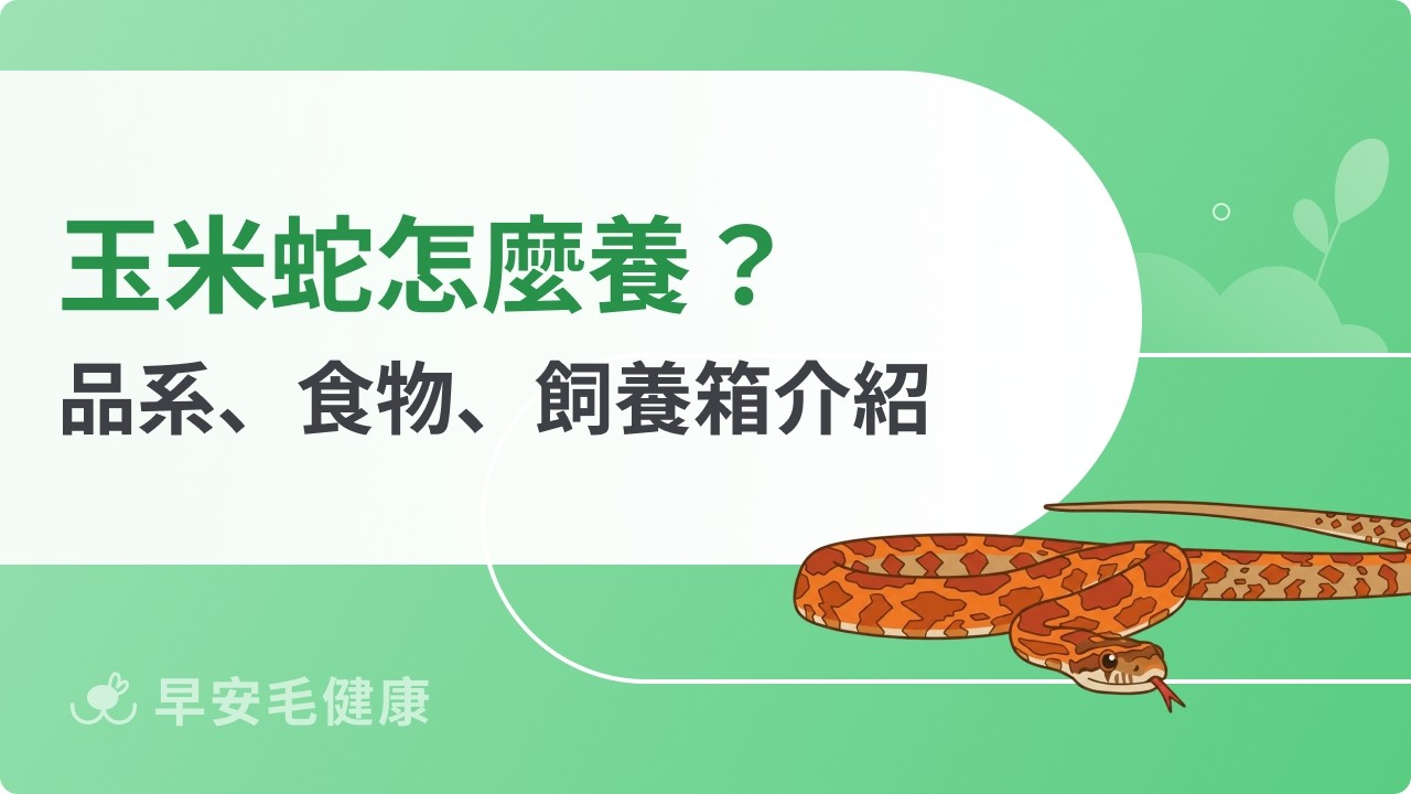 玉米蛇新手指南：壽命、價格、品系選擇與飼養教學