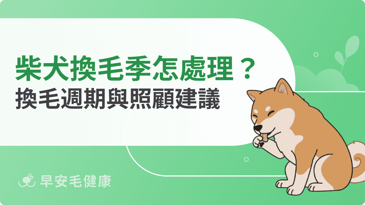 柴犬換毛季節怎麼處理？四季換毛週期與照顧建議