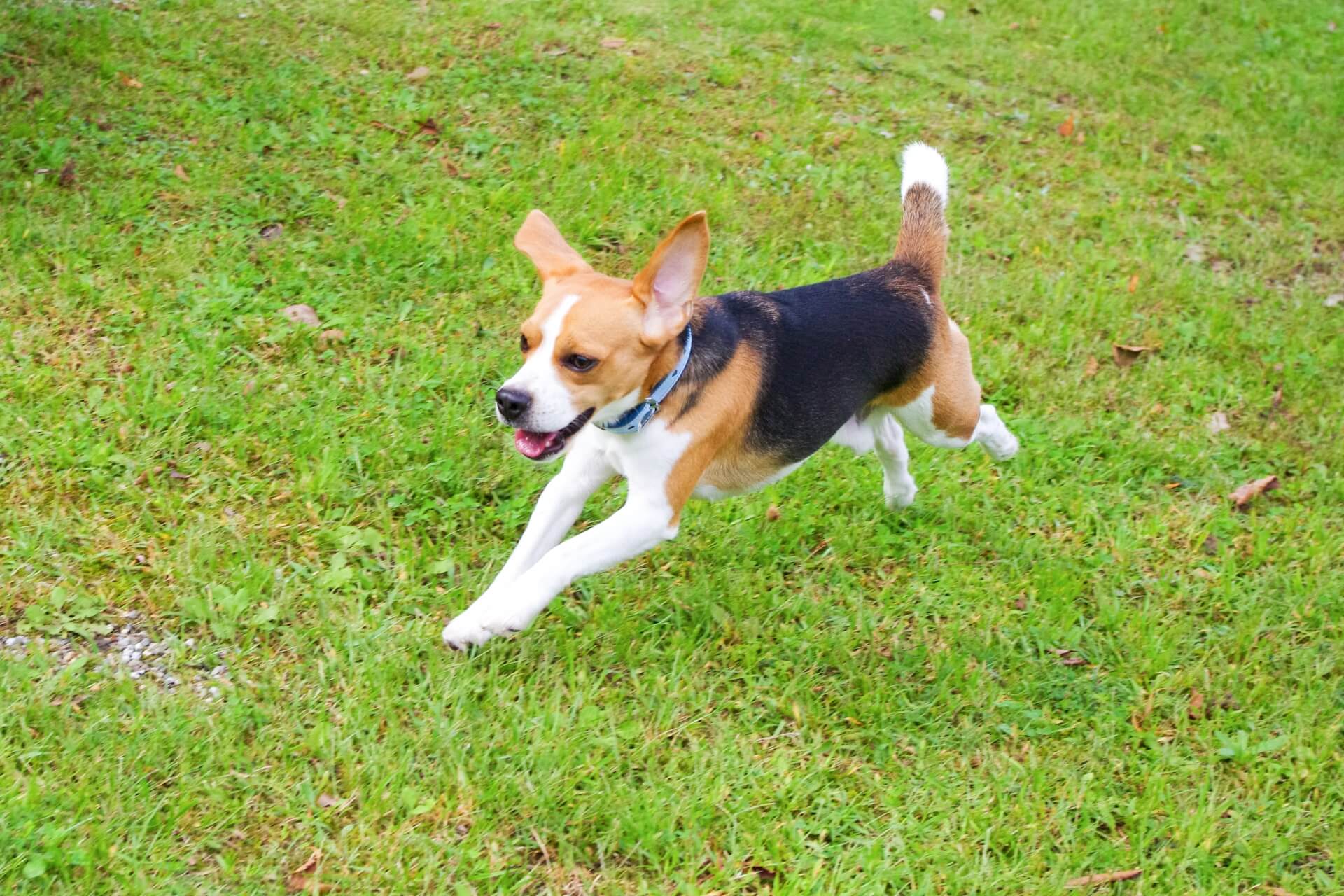 在草地上奔跑中的米格魯