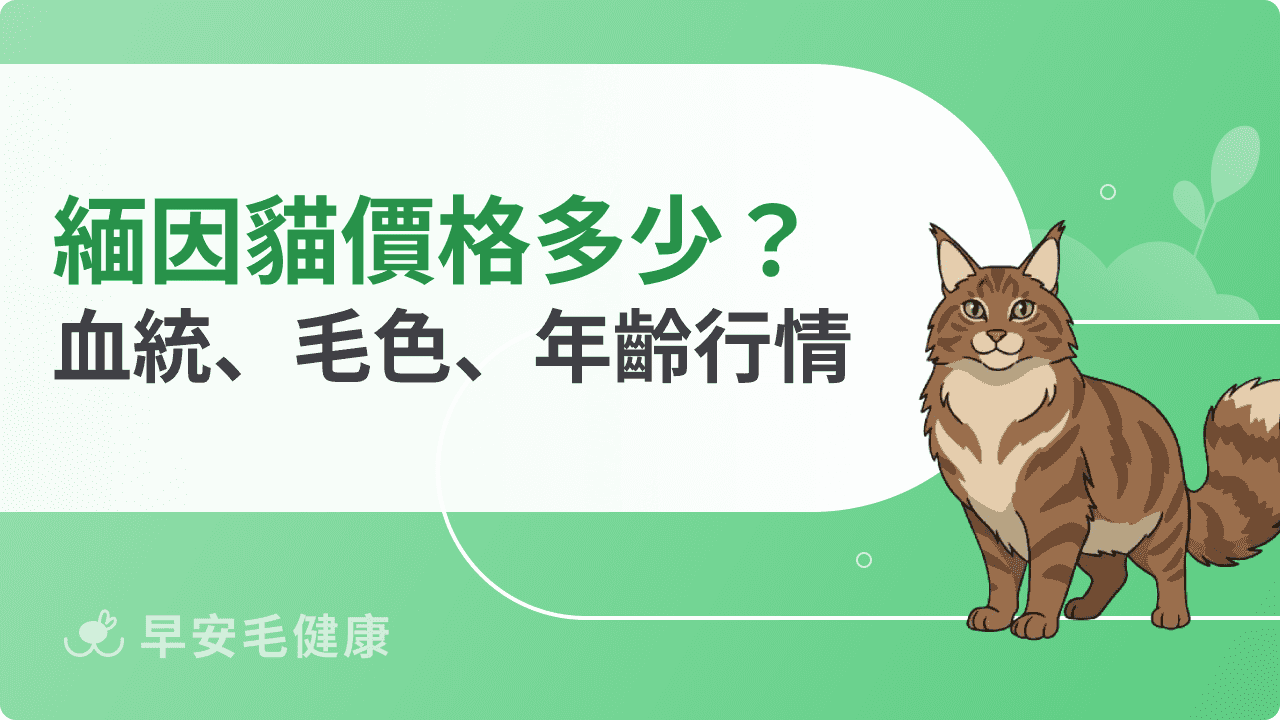 緬因貓價格多少？血統、毛色、年齡怎麼影響緬因貓價錢？