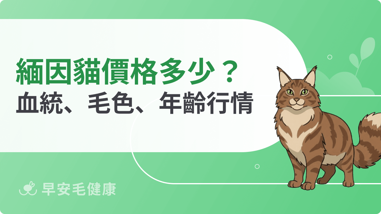 緬因貓價格多少？血統、毛色、年齡怎麼影響緬因貓價錢？