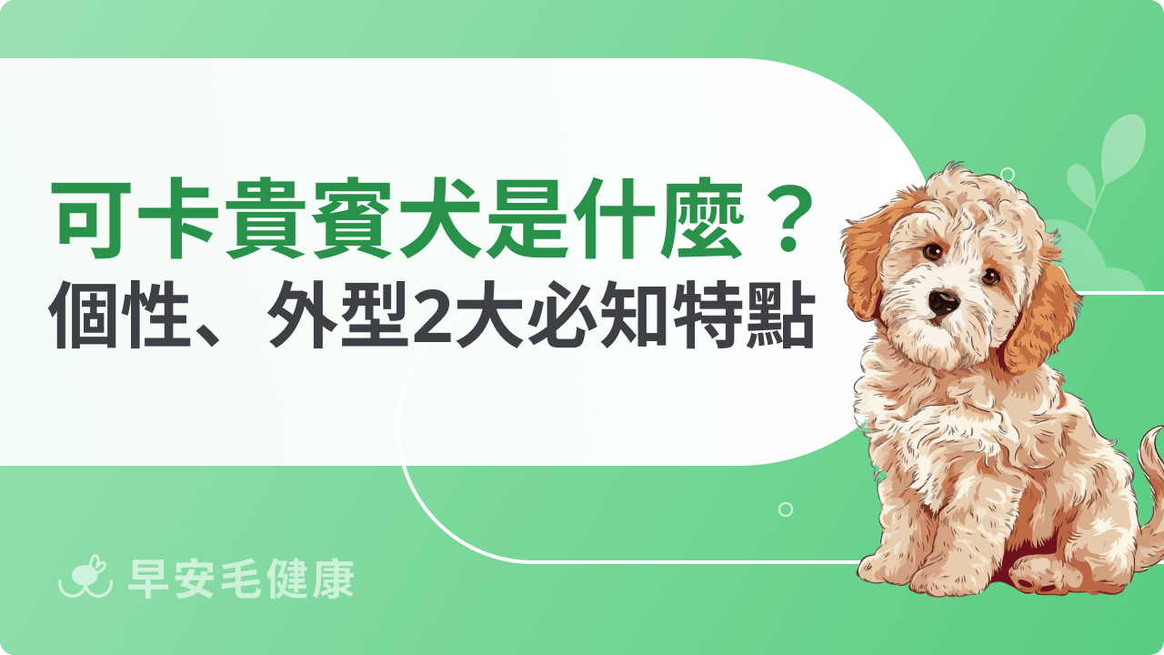可卡貴賓犬是什麼狗？個性表現、外型特徵的介紹全指南！