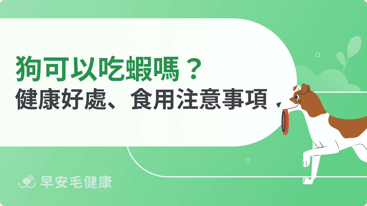 狗可以吃蝦嗎？避免過敏腹瀉！3招聰明吃不踩雷！