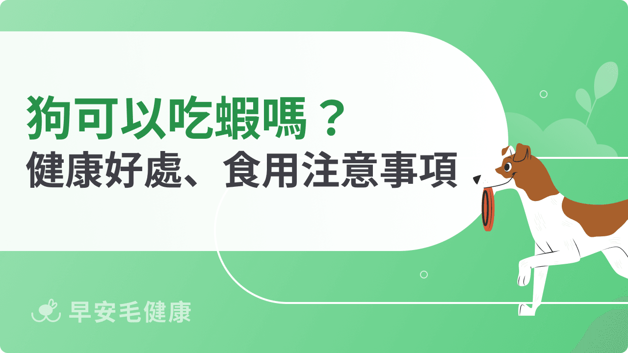 狗可以吃蝦嗎？避免過敏腹瀉！3招聰明吃不踩雷！
