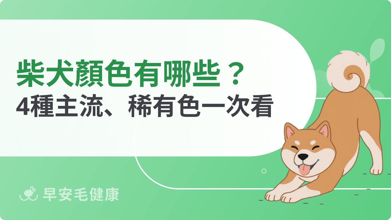 柴犬顏色有哪些？赤柴、黑柴、白柴和稀有花色一次看