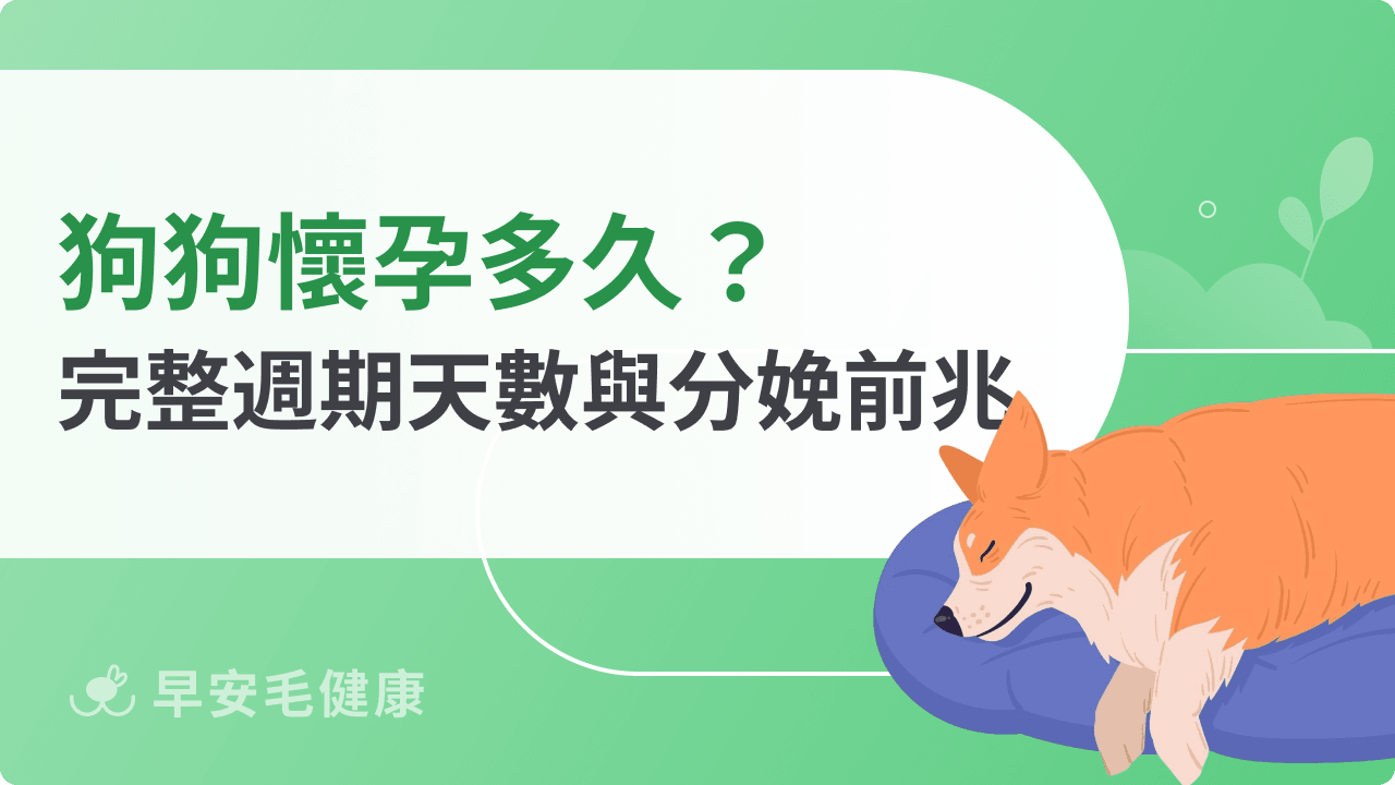 狗狗懷孕多久？完整週期天數與分娩前兆一次看懂