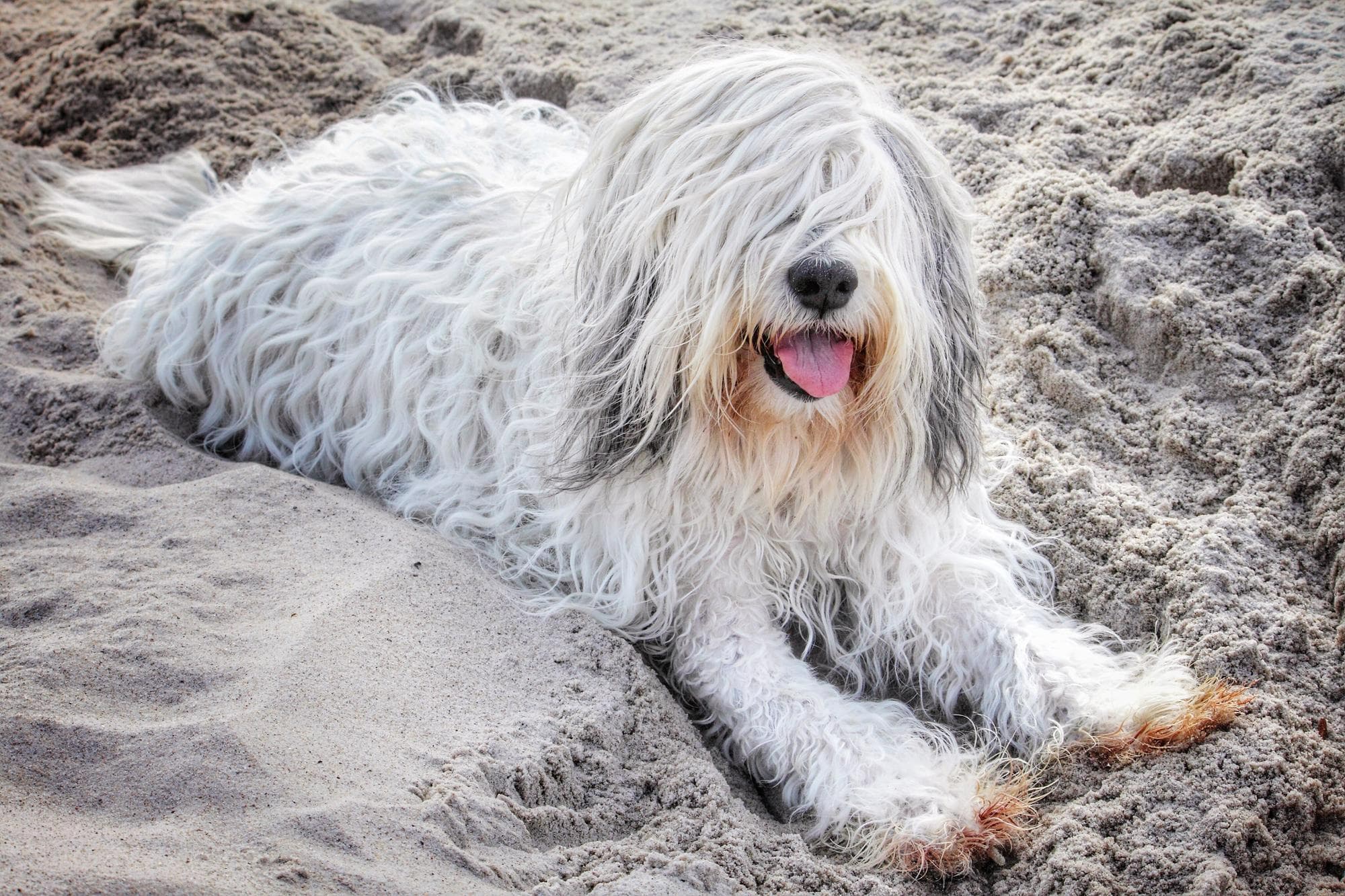 古代牧羊犬趴在沙灘上