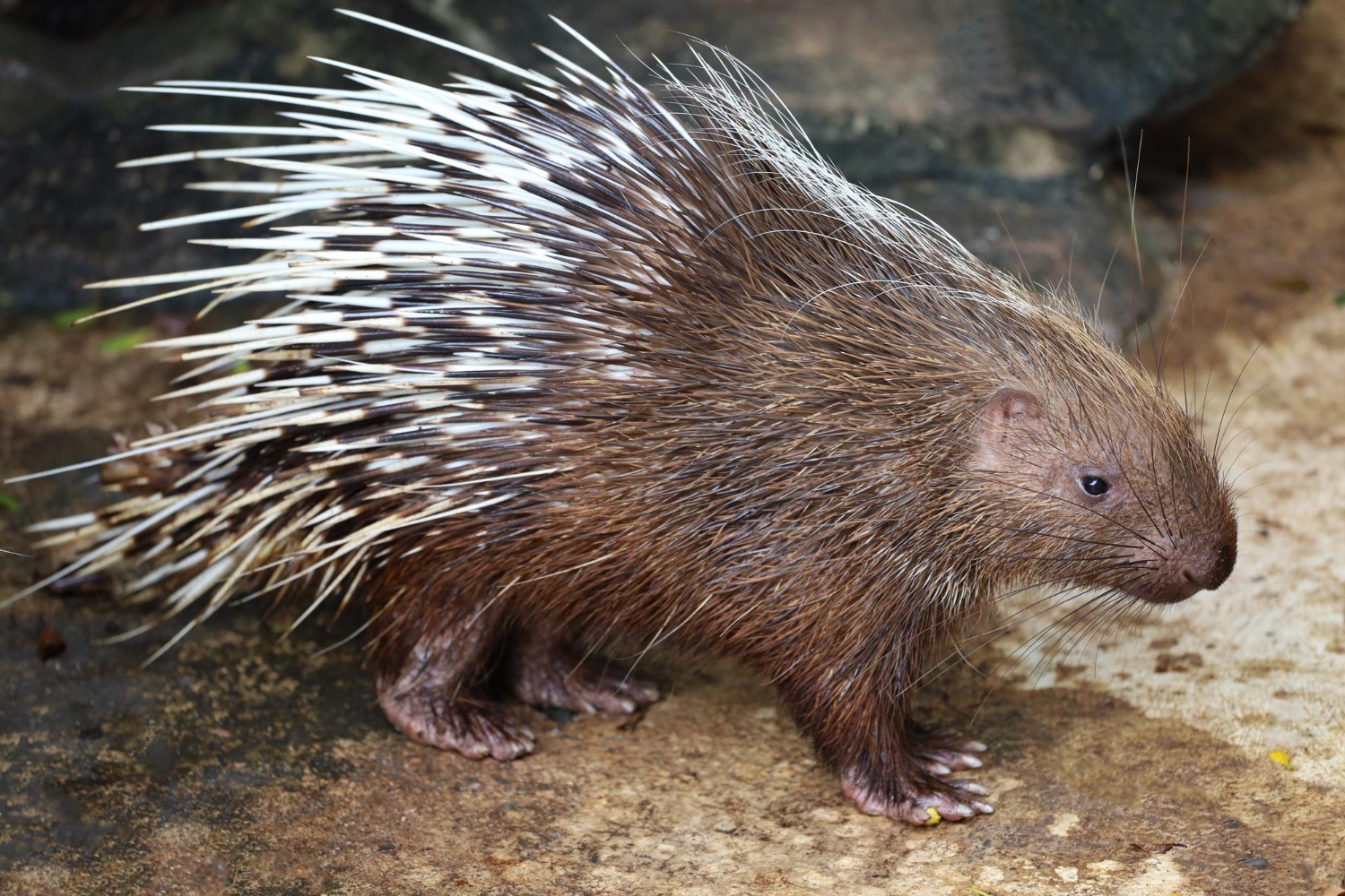 94. porcupine-guide-1