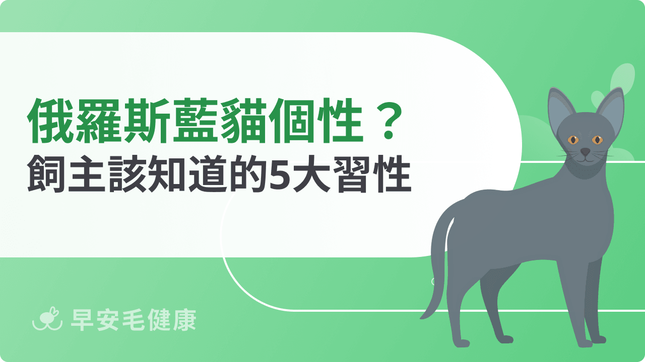 俄羅斯藍貓個性揭密！與牠相處前你該知道的5大習性
