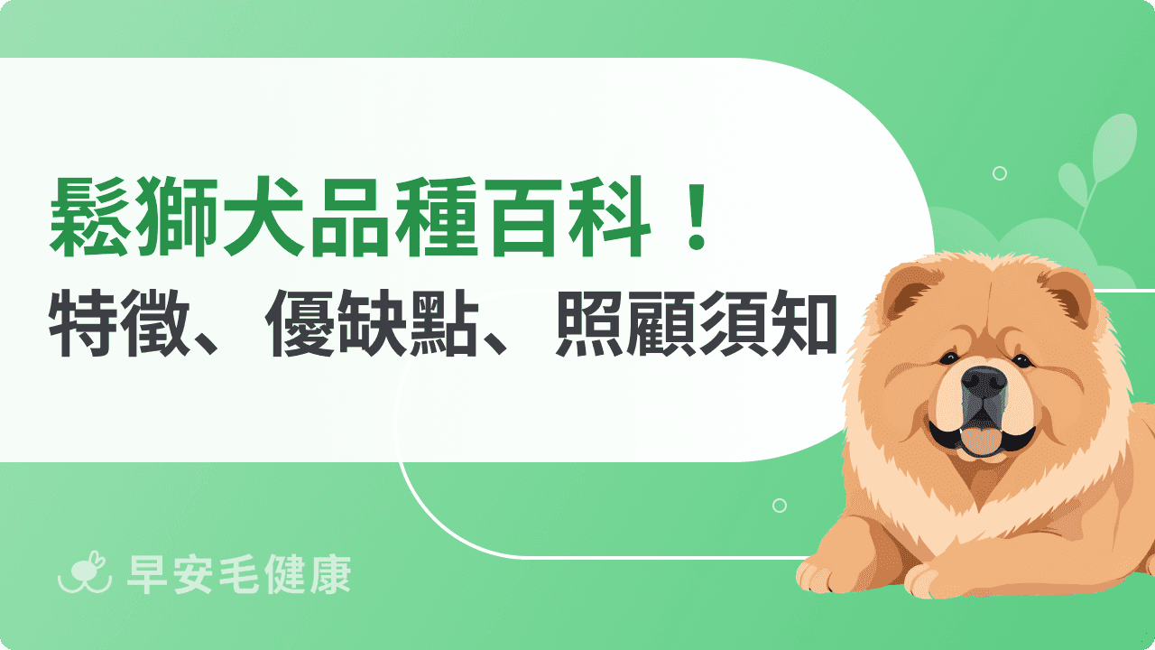 鬆獅犬壽命多長？幼犬價格多少？超萌小獅子特徵與飼養須知！