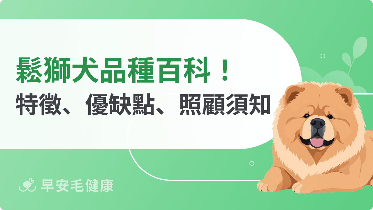 鬆獅犬壽命多長？幼犬價格多少？超萌小獅子特徵與飼養須知！