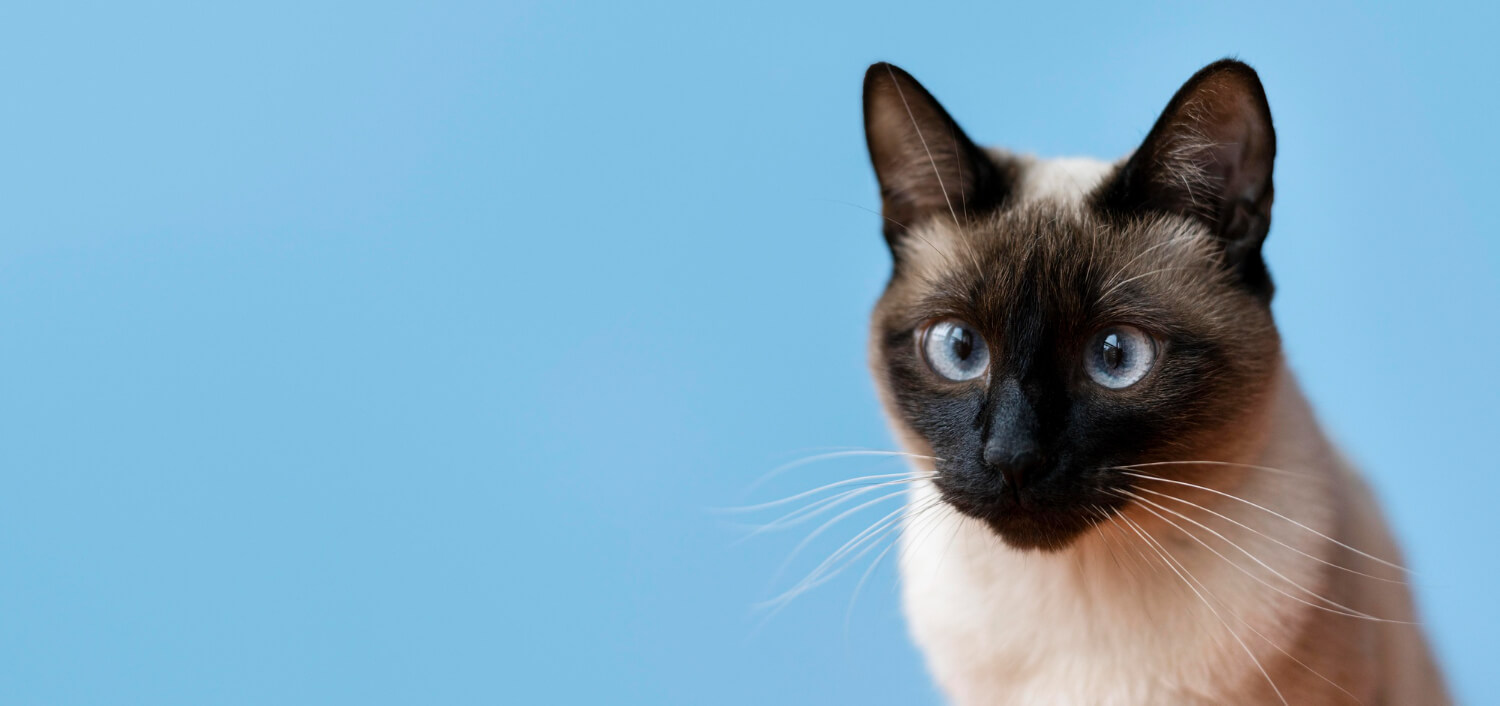 4.siamese-cat-guide-4