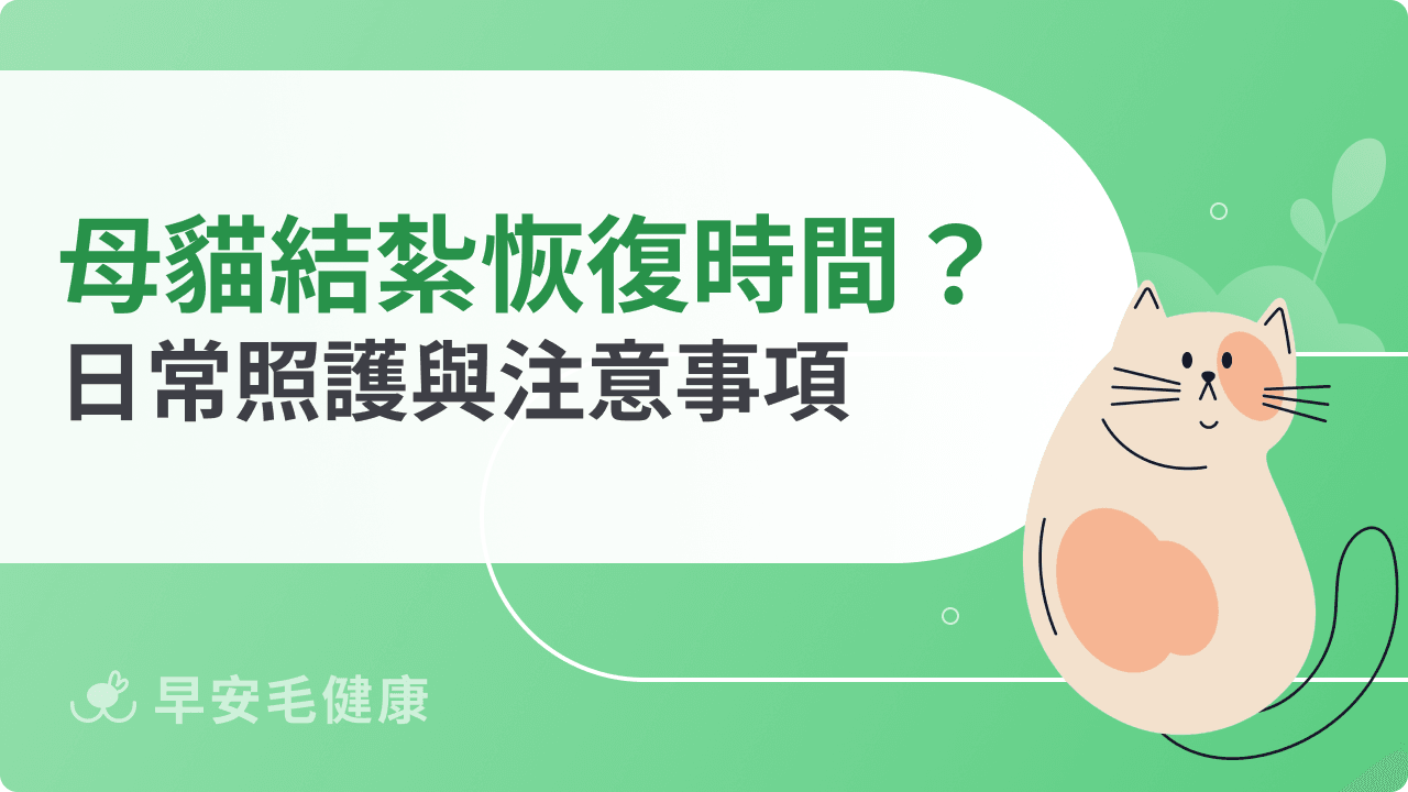 母貓結紮恢復時間多久？新手飼主必看的照護重點與Q&A
