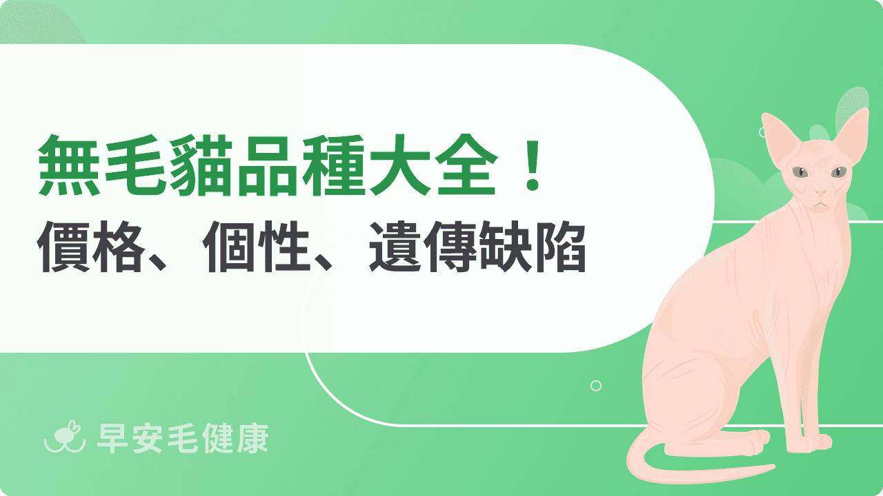 無毛貓好養嗎？無毛貓 8 大品種、價格、個性，認識不會掉毛的貓