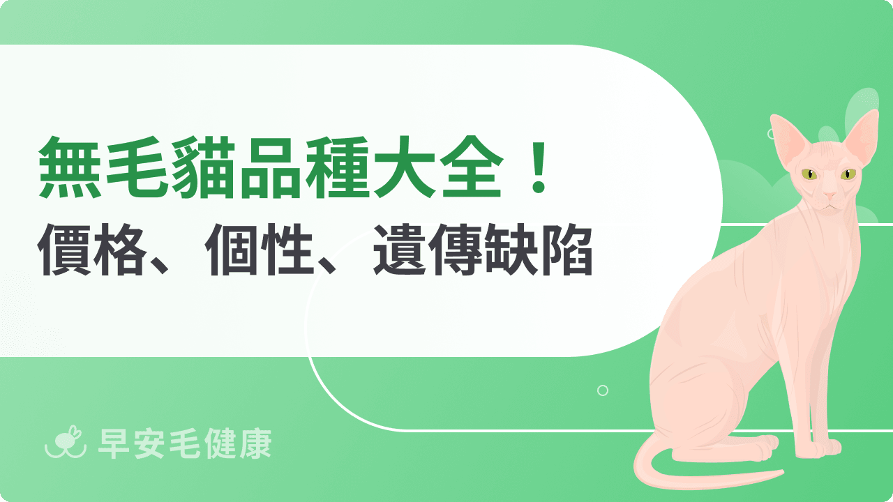 無毛貓好養嗎？無毛貓 8 大品種、價格、個性，認識不會掉毛的貓
