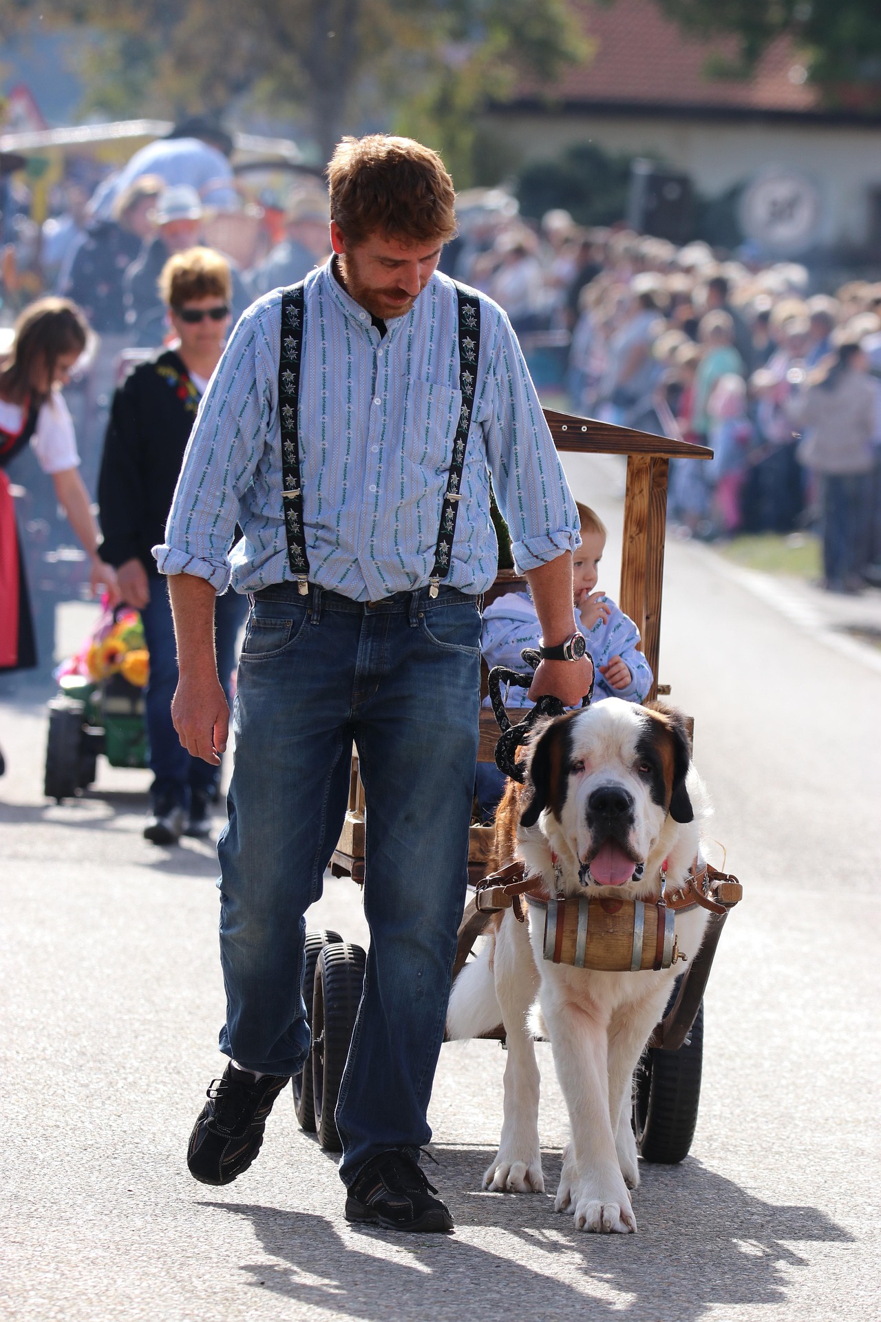 聖伯納犬背小酒桶由飼主帶著散步