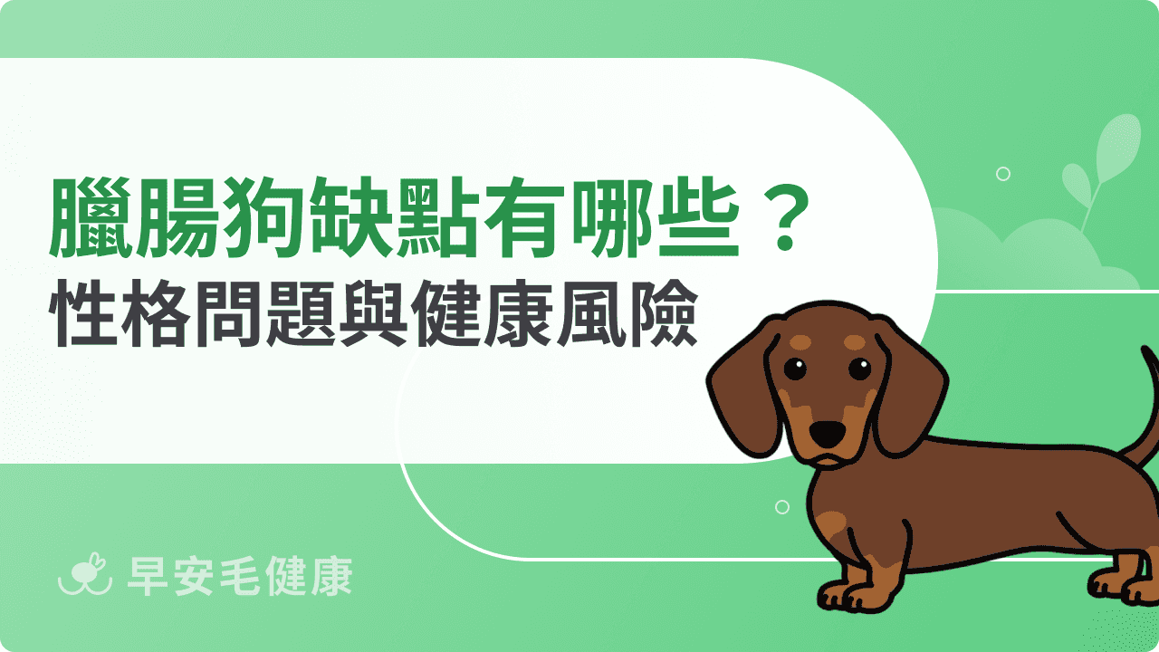 臘腸狗缺點有哪些？飼養前必知性格問題與健康風險