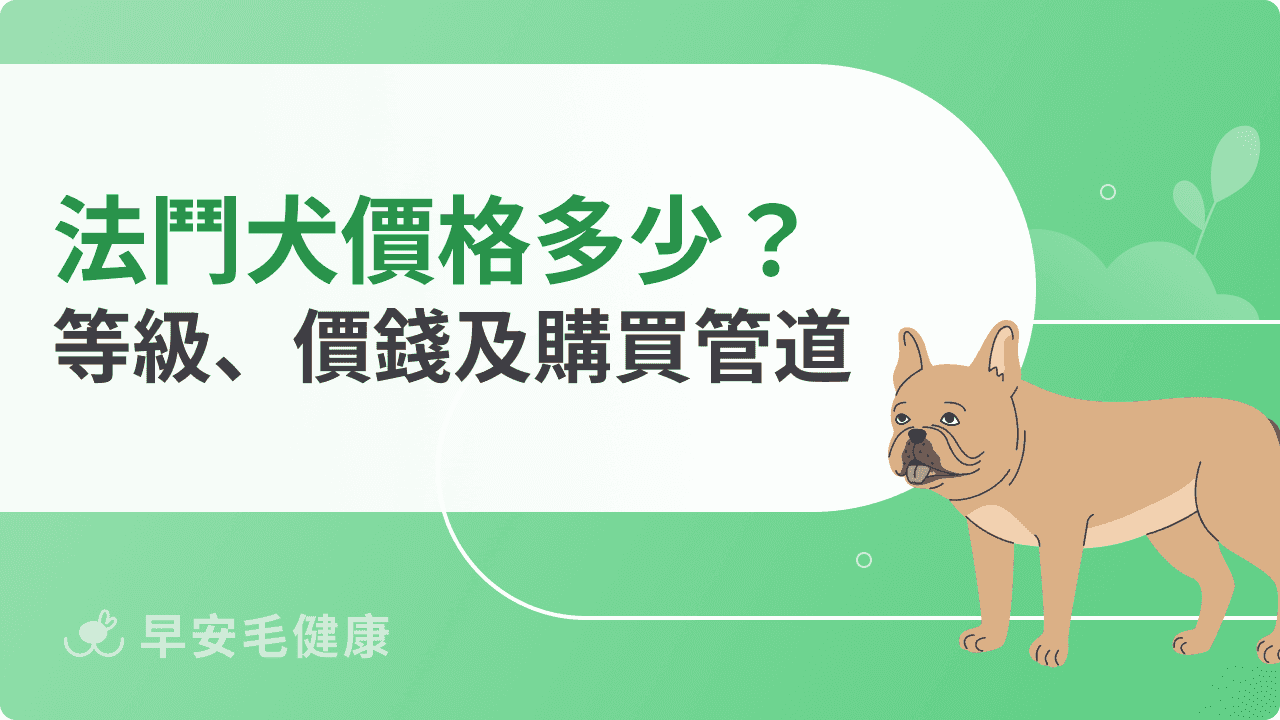 法鬥犬價格比較：從新手友善款到純種名犬級，預算如何準備？