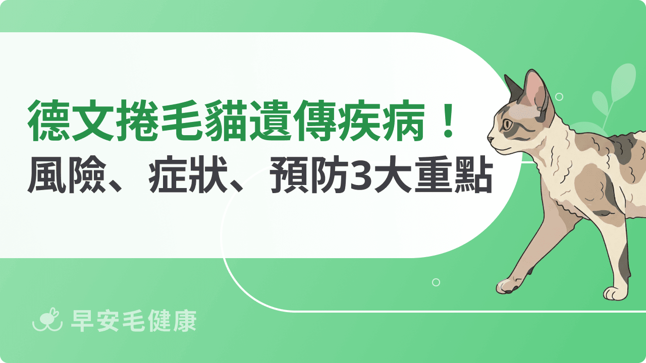 德文捲毛貓遺傳疾病有哪些?常見風險、症狀及預防重點說明