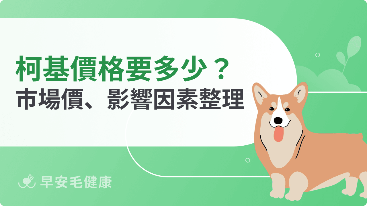 柯基價格要多少？市場價格、影響因素、購買成本整理