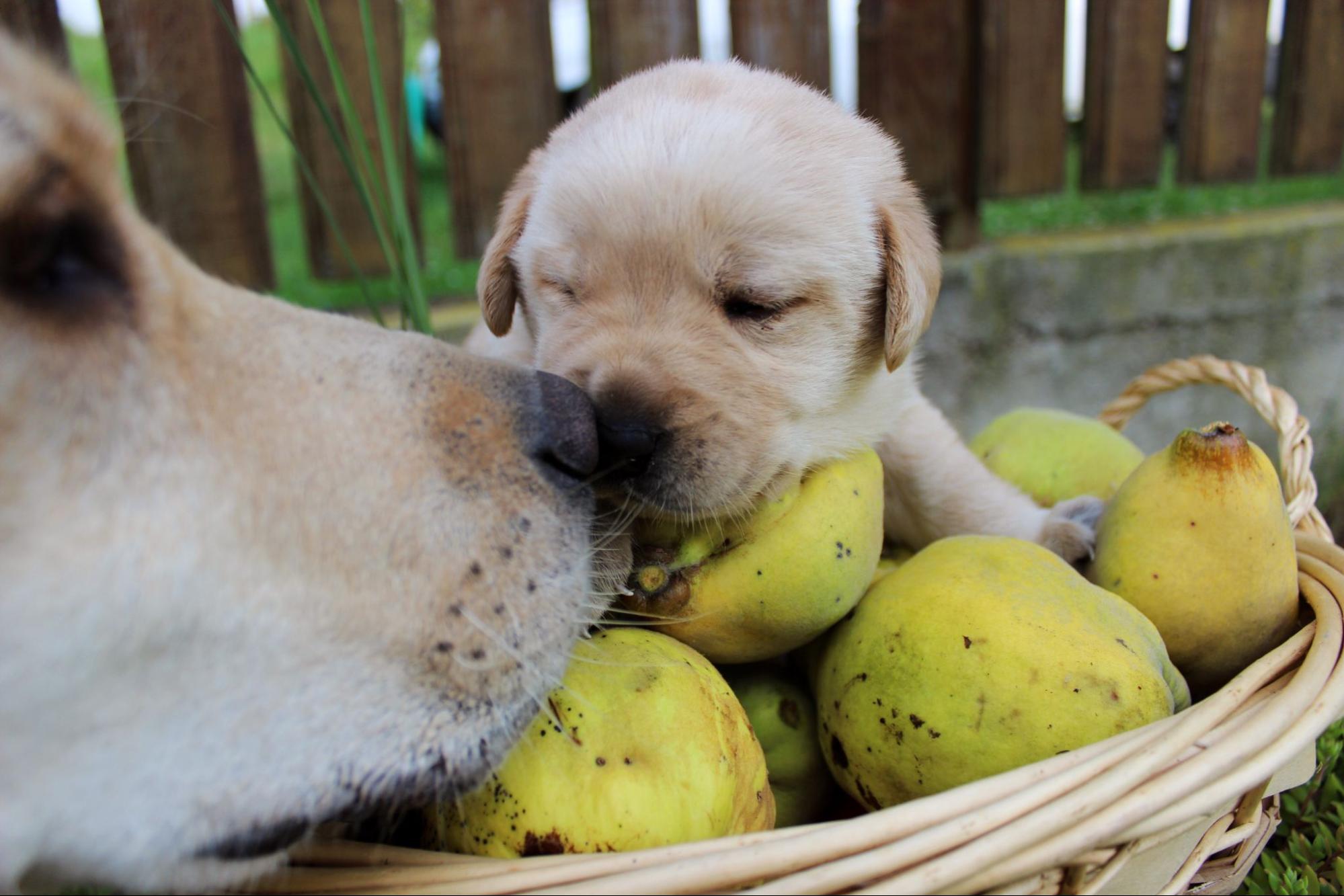 186. AI - can-dogs-eat-guava-1