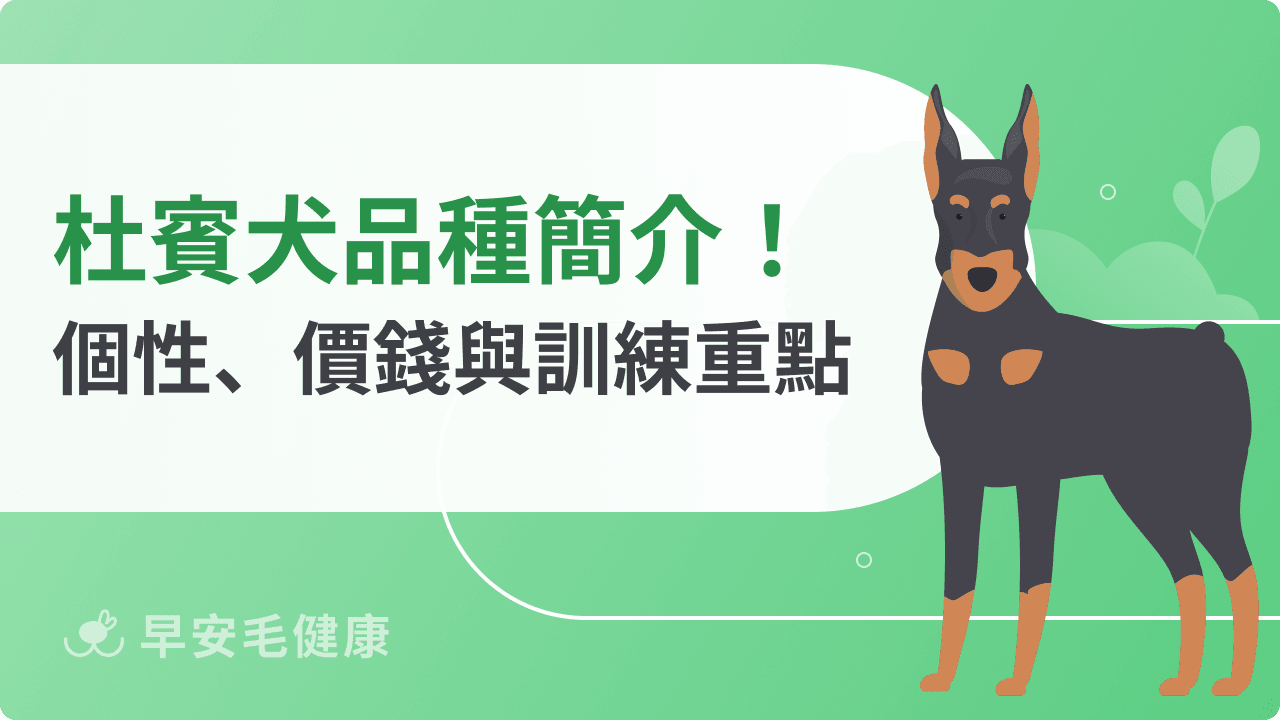 杜賓犬台灣可以養嗎？和迷你杜賓差在哪？杜賓犬缺點與照顧須知！