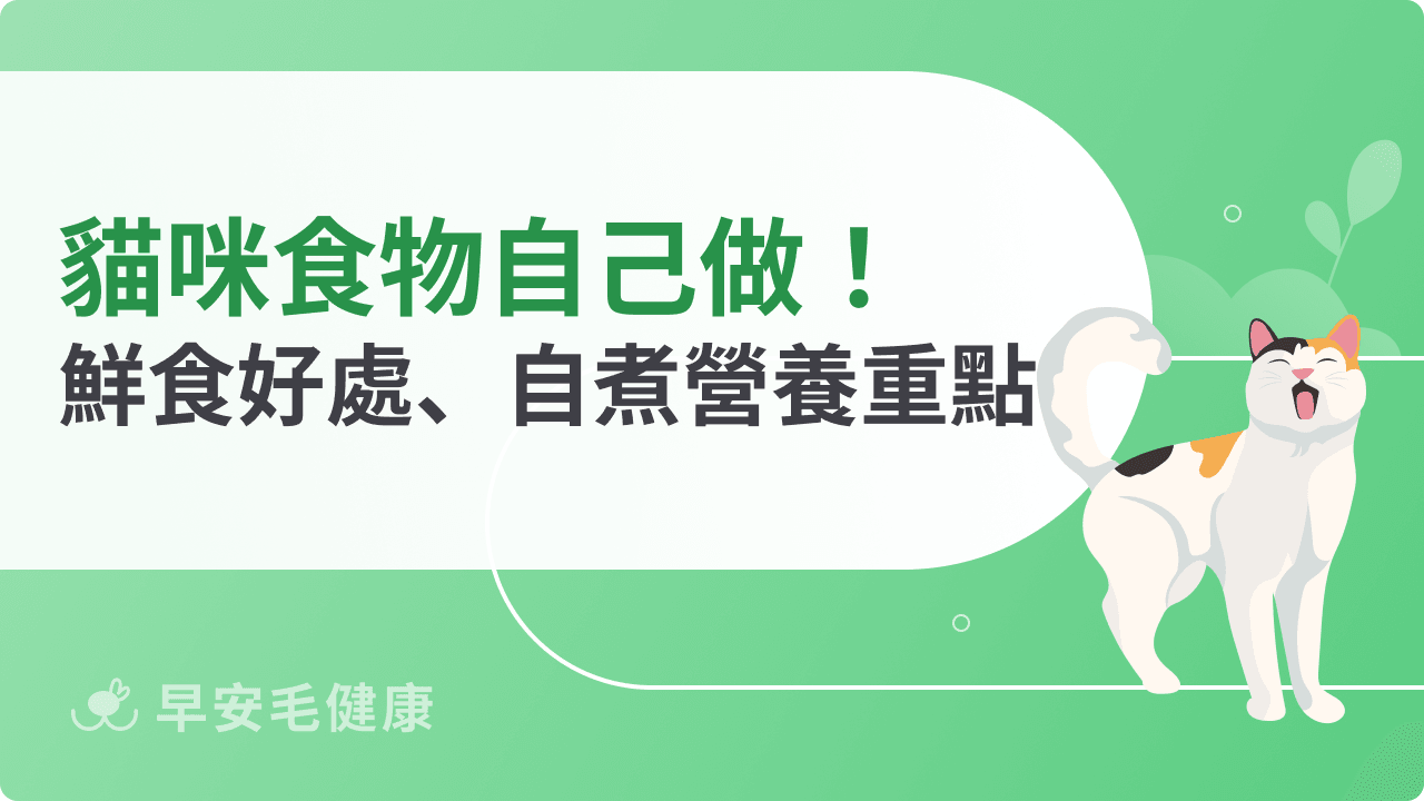 貓咪食物自己做！解析貓吃鮮食好處、自煮重點與營養補充關鍵