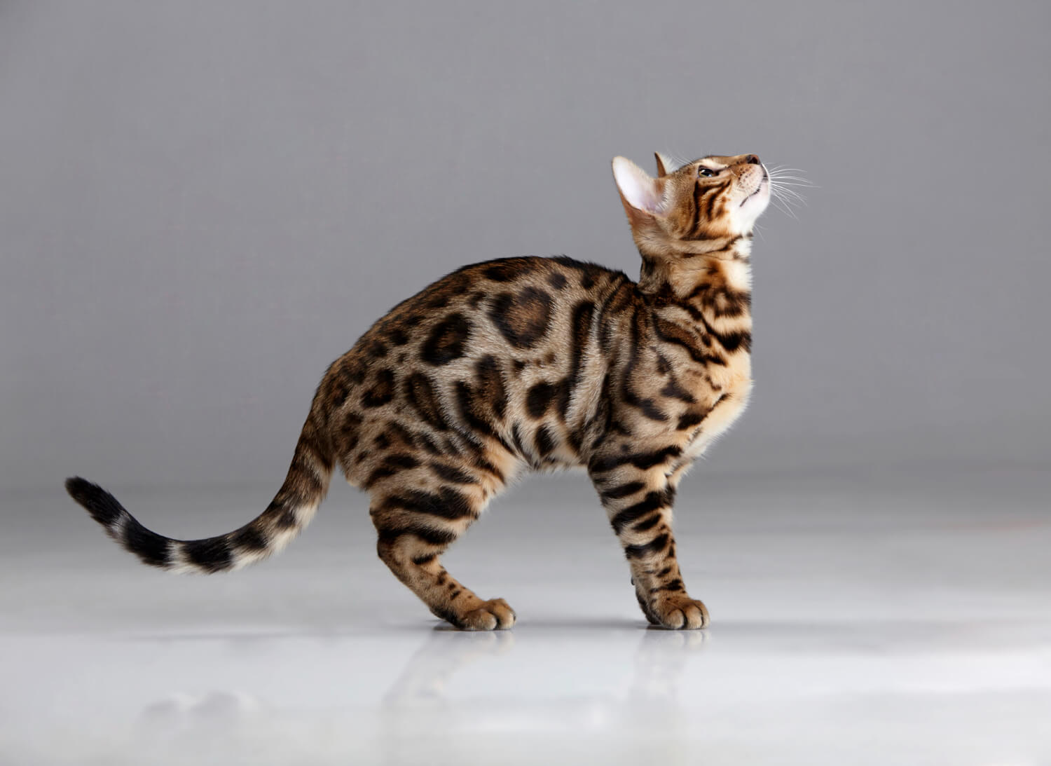 39. bengal-cat-guide-4